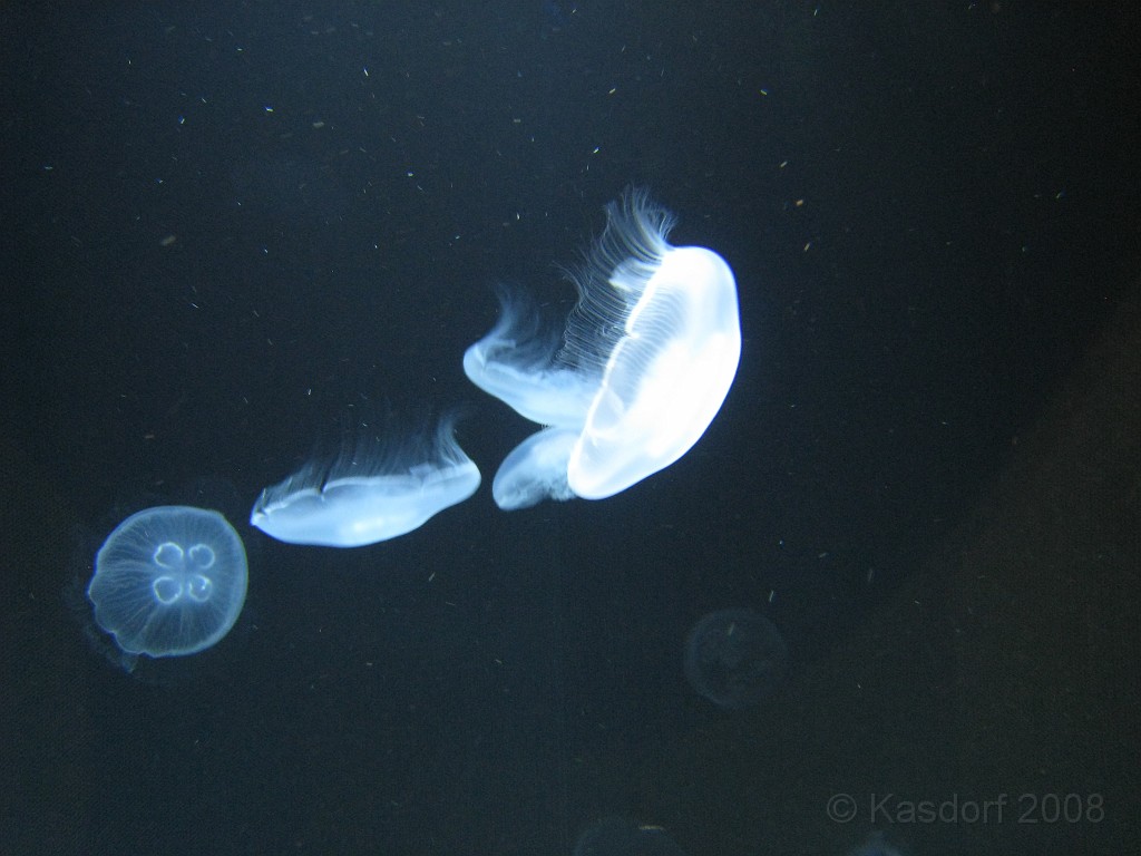 Baltimore MD 2009 1120.jpg - A 4th of July trip to Washington DC in 2009 included a stop in Baltimore MD to see the National Aquarium.